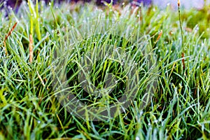 Green blades of grass covered in many dew drops close-up