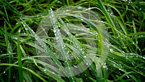 Green blades of grass with dew drops