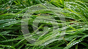 Green blades of grass with dew drops