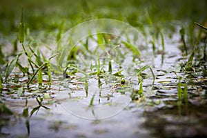 Grass in flood water