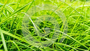 Green blades of grass in garden with dew drops