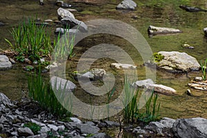 green blades of grass in the water from a creek