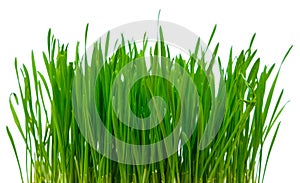 Green blades of grass on the white background