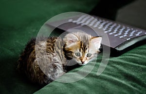 On a green blanket lies a laptop end kitten