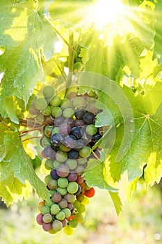 Green Blauer Portugeiser grape cluster in sunlight