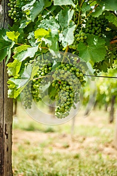 Green Blauer Portugeiser grape clusters