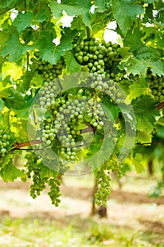 Green Blauer Portugeiser grape clusters