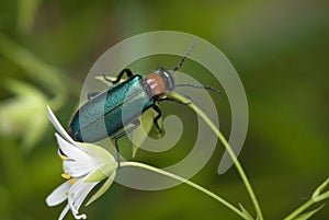 The green blister beetle