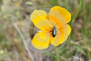 Green Blister Beetle on Bright Orange Poppy Wildflower in Arizona