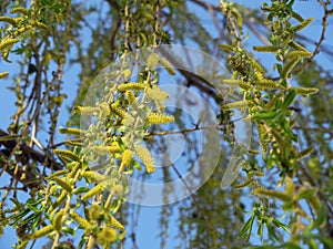 Green and blooming branches of willow