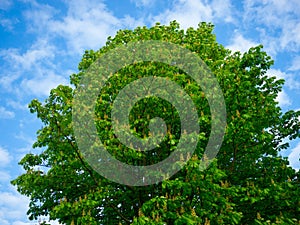 Green blooming chestnut, seeming moving blue sky clouds photo