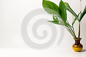 Green blooming lilies of the valley may in a vase on a white background with a place for text or inscription