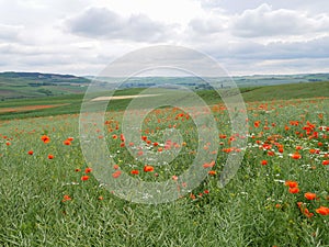 Green blooming poppy seed field photography