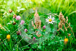 Green blooming wild field with flowering camille photo