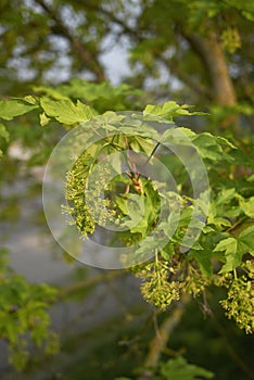 Green blossom of Acer pseudoplatanus tree