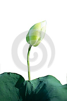 Green blossom lotus flower isolated on white background