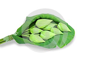 Green blossom lotus flower isolated on white background.