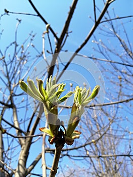 green blossoming buds on trees