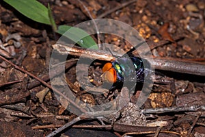 Green blowfly lucilia sericata sitting eating faeces