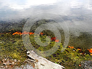 Green Blue Algae bloom mat along Cayuga shoreline