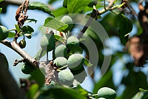 Verde blu frutti di bosco da prugnolo Maturare sul cespugli 