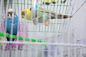 Green and blue budgerigar parrot close up sits on cage near the mirror. Cute green budgie .Parrot eats from dry ear grass. Cute