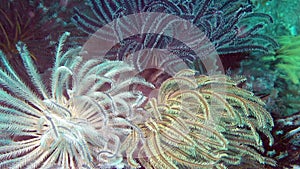 Green and blue feather star crinoids clinging to corals underwater.