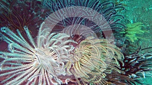 Green and blue feather star crinoids clinging to corals underwater.