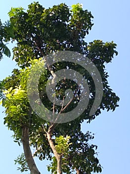 green leaf and blue sky photo