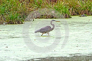 Green Blue Heron Hunting in a Pond