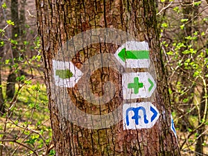 Green and blue hiking signs on a tree