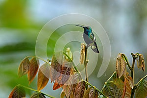 Green and blue Hummingbird Black-throated Mango, Anthracothorax nigricollis, sitting on the green vegetation in the tropic forest