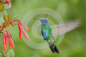 Green and Blue Hummingbird Sabrewing flying next to beautiful red flower