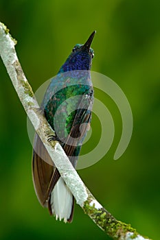 Green and Blue Hummingbird Sabrewing from Tobago sitting on the branch