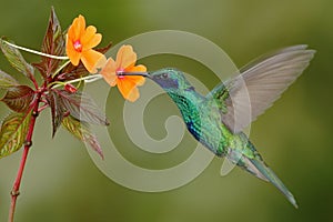 Green and blue hummingbird Sparkling Violetear flying next to beautiful yelow flower