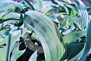 Green-blue iris leaves close up detail, natural organic background