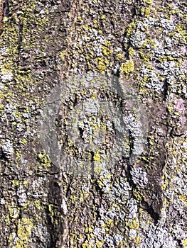 Green and blue lichen on the bark of a tree