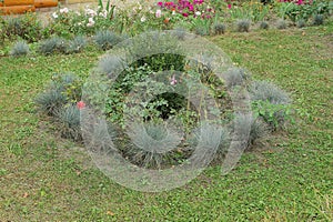 Green blue ornamental bushes in a pattern on  grass