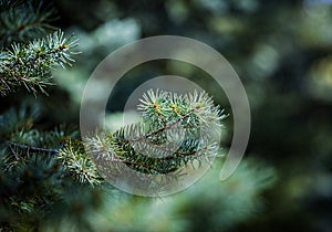 Green blue prickly branches of a evergreen fir tree. Blue spruce, green spruce or Colorado spruce. Christmas background. Selective