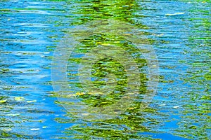 Green Blue Reflection Abstract Lake Washington Juanita Bay Park