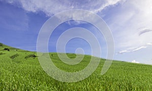 Green and blue sky, seasonal, natural, energy, and environment background concept