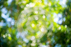 Green and blue summer bokeh for background . natural green blur style from trees. Abstract background,Blurred of green trees lawn photo