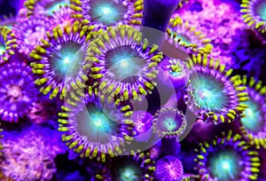 Green and blue zoanthid corals underwater