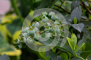 Green blueberries, Vaccinium corymbosum, ripening fruit on a blueberry bush, close-up view