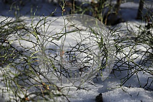 Green blueberry bushes in the snow with shadows