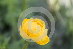 Colorful yellow single globe-flower with green leaves. Green blured grass.