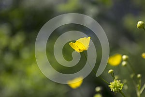 Green blurred floral background with a yellow wild buttercup flower