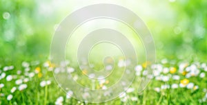 Green blurred natural background. Abstract summer defocused backdrop. Meadow with grass and flowers in soft focus. Background for