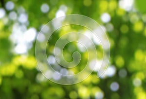 Green blurred sparkling summer forest canopy bokeh background