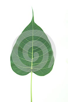 Green bodhi leaf on isolated white background